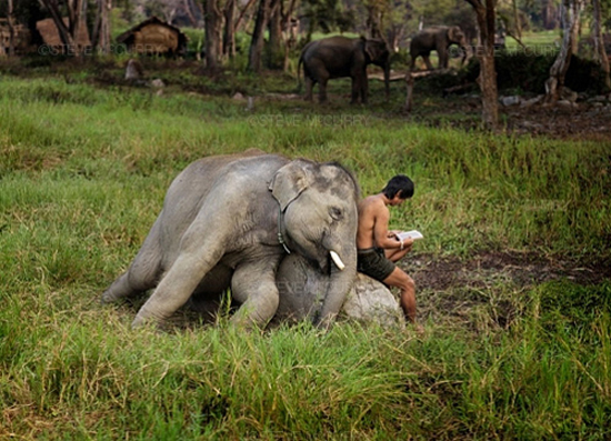 스티브 맥커리 Elephant with man reading, Chiang mai, Thailand 사진 102×152cm 2001